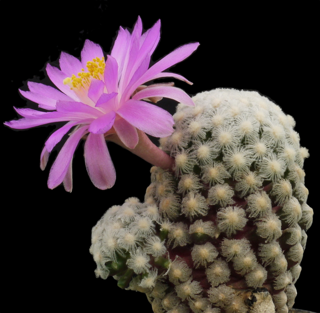 Mammillaria theresae, ���� �� ������ ����� ��������