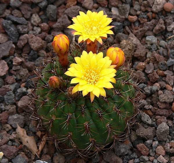 Matucana aureiflora