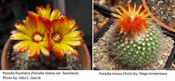 Parodia faustiana & Parodia nivosa