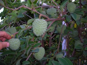 ������� Atemoya