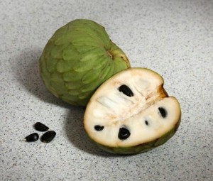Annona cherimola