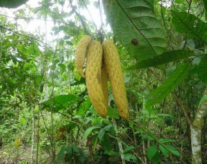 Annona conica