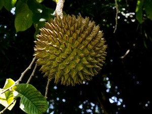 Annona purpurea