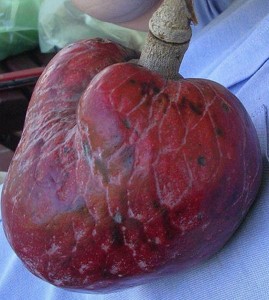 Annona reticulata