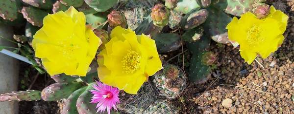�������� ������� � escobaria missouriensis � �������� ������ � �����������. (���� zimostoikykaktus.ru)